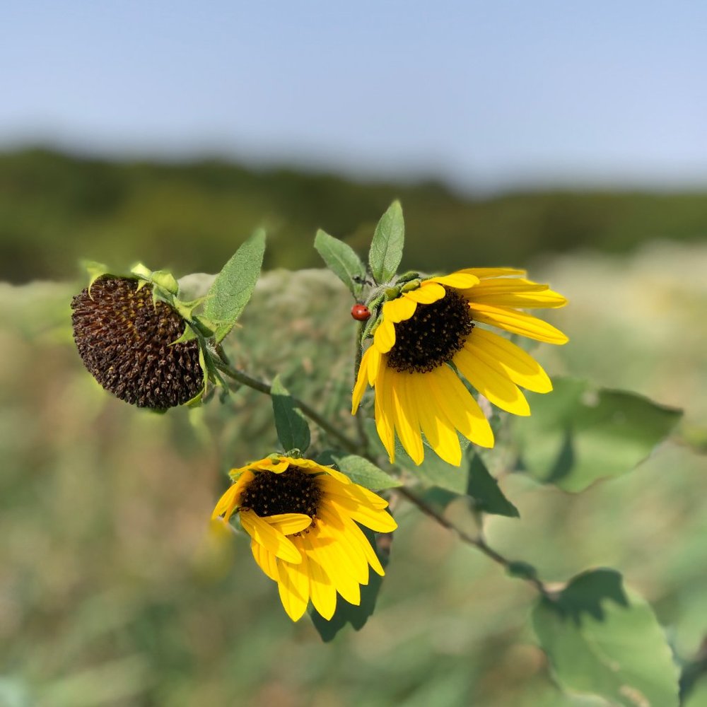 Meet your Posher, CP